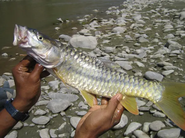 Begnas Lake Fishing