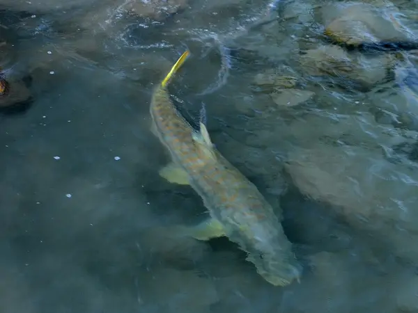 Fewa Lake Fishing Pokhara Nepal